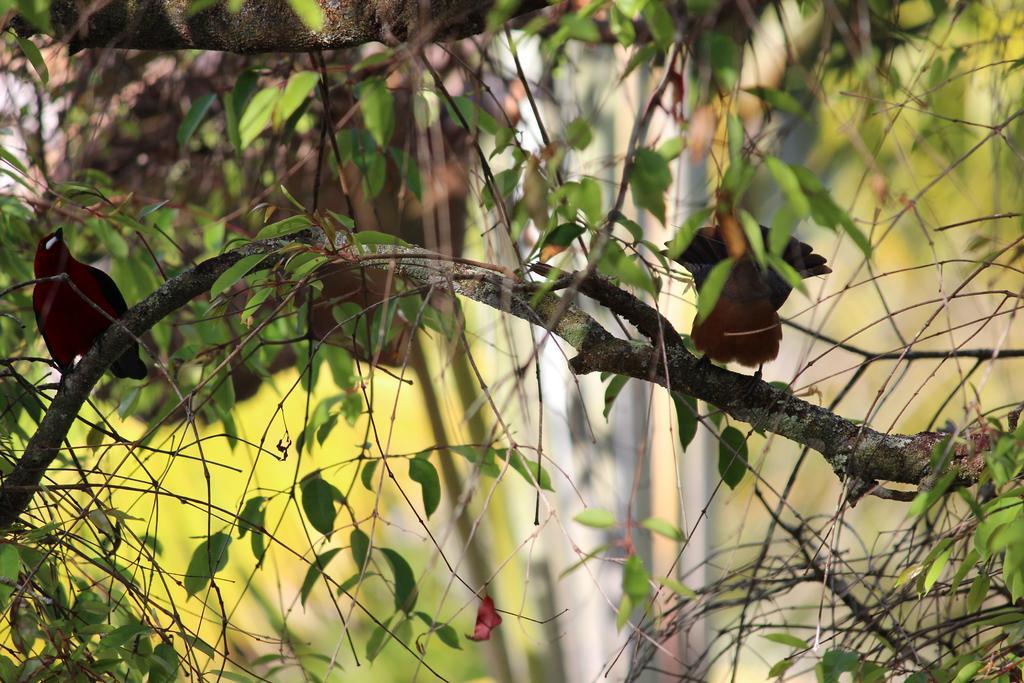 Pousada Quartinho De Praia Boipeba Island エクステリア 写真