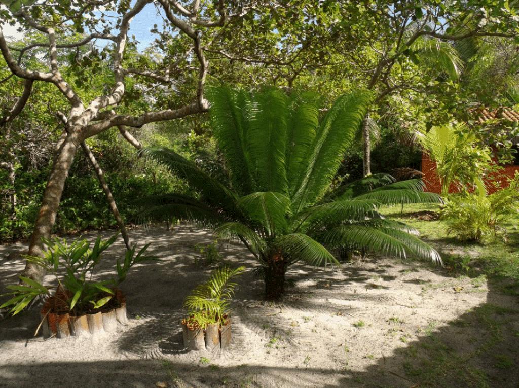 Pousada Quartinho De Praia Boipeba Island エクステリア 写真